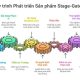 Quy trình phát triển sản phẩm Stage Gate