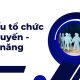 Cơ cấu tổ chức trực tuyến - chức năng là gì?