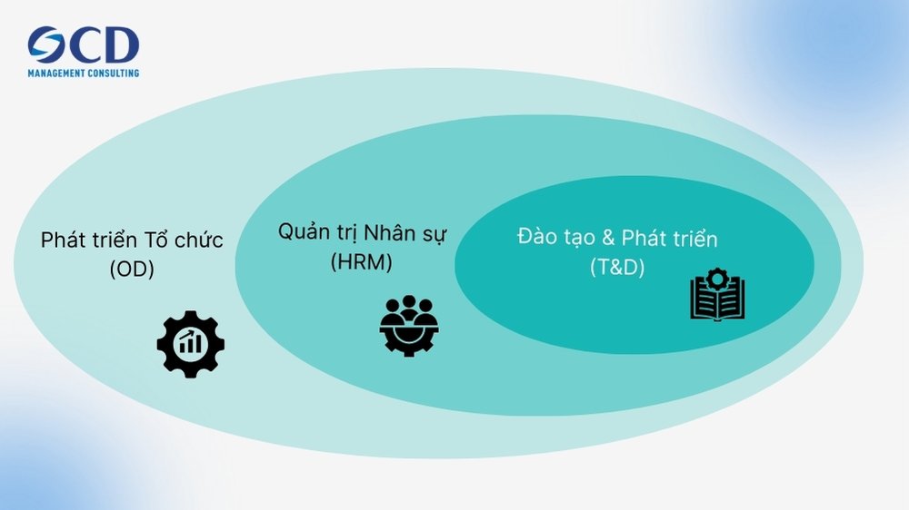 Phân biệt OD, HRM và T&D