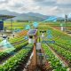 Công nghệ IoT thu thập dữ liệu hiện trường trang trại